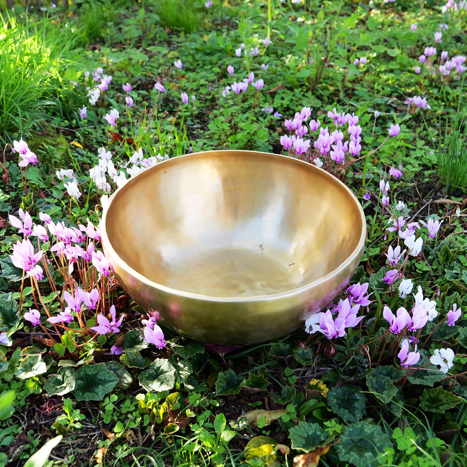 Bol tibétain, bol népalais, bol chantant... sur un lit de fleurs en pleine nature. Présentation de cet instrument ancestral adopté par les bouddhistes de l'Himalaya.